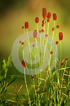 Sanguisorba officinalis. great burnet.