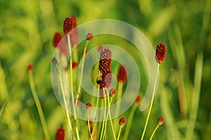 Sanguisorba officinalis. great burnet.