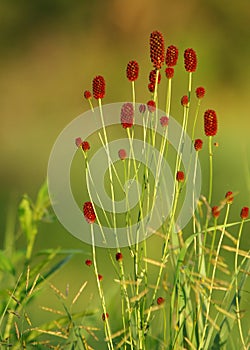 Sanguisorba officinalis. great burnet.