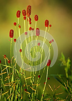 Sanguisorba officinalis. great burnet.