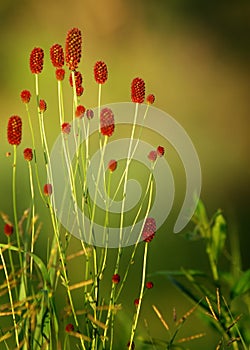 Sanguisorba officinalis. great burnet. Chinese Herbal Materia Medica by Dan Bensky Di Yu. the root is used to stop bloody dysenter