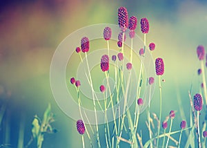 Sanguisorba officinalis. great burnet. Chinese Herbal Materia Medica by Dan Bensky Di Yu. the root is used to stop bloody dysenter