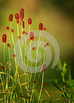 Sanguisorba officinalis. great burnet. Chinese Herbal Materia Medica by Dan Bensky Di Yu. the root is used to stop bloody dysenter photo