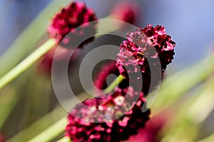 Sanguisorba officinalis or Great Burnet flowers in the summer meadow.