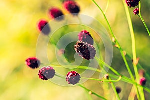 Sanguisorba officinalis or Great Burnet flowers in the summer meadow.