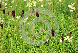 Sanguisorba officinalis, great burnet growing in the meadow is actively used in phytotherapy, herbal medicine to treat