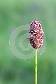 Sanguisorba officinalis, great burnet, a lot of purple, red flowers in the inflorescence, wet meadow, Poland
