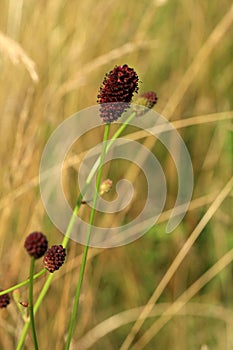 Sanguisorba officinalis growing in a wild meadow.
