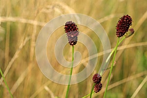 Sanguisorba officinalis growing in a wild meadow.