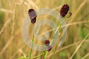 Sanguisorba officinalis growing in a wild meadow.