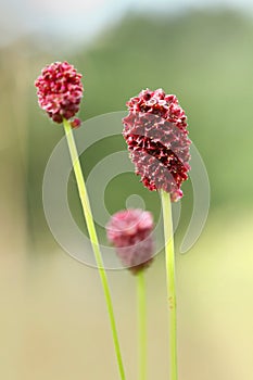 Sanguisorba officinalis photo