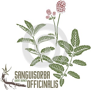 Sanguisorba officinalis plant silhouette in color image vector illustration