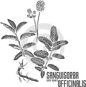 Sanguisorba officinalis plant silhouette vector illustration