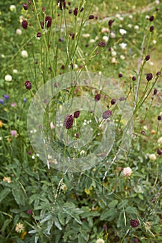 Sanguisorba officinalis plants in bloom