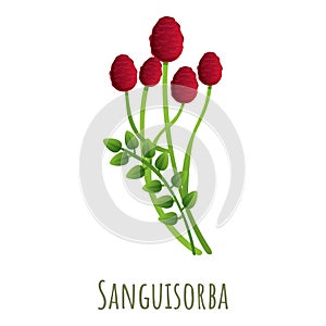 Sanguisorba plant icon, cartoon style