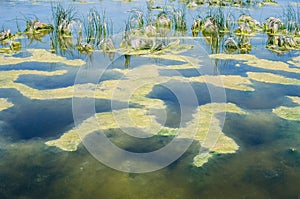 Sani Wetlands Nature Reserve, Kassandra, Greece