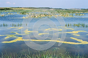 Sani Wetlands Nature Reserve, Kassandra, Greece