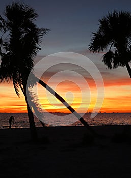 Sanibel Island palm trees