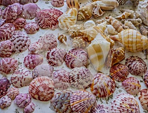 Sanibel island shells