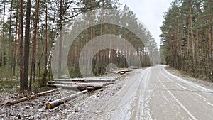 After sanitary felling, a stack of spruce logs is formed at the edge of the forest near a snow-covered asphalt road and destined f