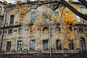 Sankt-Petersburg history building exterior architecture windows tree trunk autumn yellow leaves