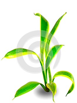 Sansevera young sprout