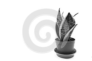 Sanseveria hahni in a pot black and white