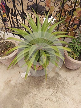 Sanseveria plants with green leaf