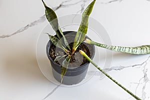 Sanseveria snake rotten plant in a pot