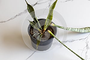 Sanseveria snake rotten plant in a pot photo