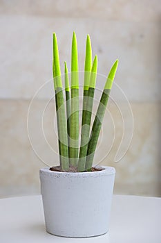 Sanseveria - velvet touchz is a beautiful bright plant known as the tongue of the devil and mother-in-law tongue