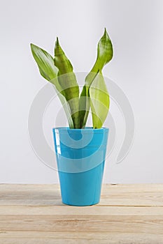 Sanseviera moonshine house plant in a pot. photo