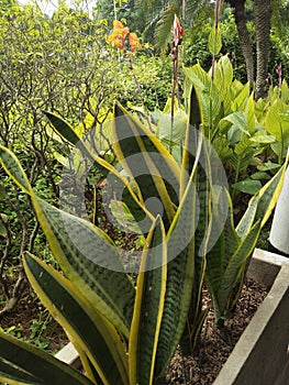 Sanseviera, among other plants, has a unique shape and can clean the surrounding air to make it fresher