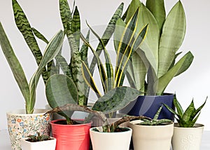 Sanseviera snake plants collection planted in a beautiful pots