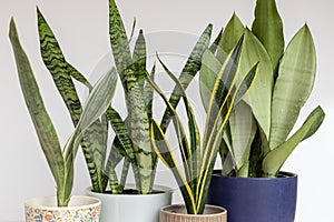 Sanseviera snake plants set indoor plants collection on a white isolated background