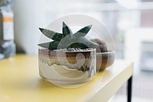 Sansevieria boncellensis in ceramic pot