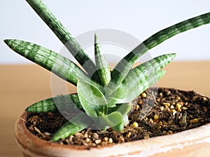 Sansevieria boncellensis plant cactus succulent hobby lifestyle art gardening tree houseplant home leisure selective focus