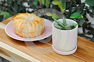 Sansevieria boncellensis, Sansevieria or Queen of Sansevieria or Sansevieria pinguicula  and butter bread