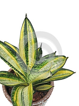 Sansevieria in clay pot isolated on white background.