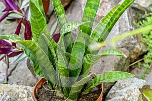 Sansevieria crocodile rock snake plant. house plants collection outdoors