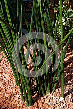 Sansevieria cylindrica