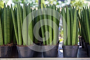 Sansevieria Cylindrica put in in black plastic pot, focus selective photo