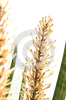 Sansevieria cylindrica Bojer.