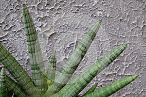 Sansevieria cylindrica `Boncel` on concrete background