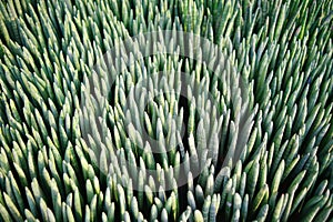 Sansevieria Cylindrica Boncel for sale at Chatuchak weekend market.Sansevieria cylindrica is a very robust and strong plant good photo