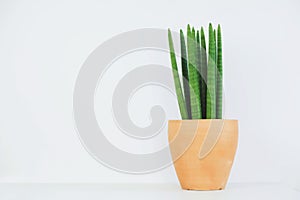 Sansevieria Cylindrica in clay pot on white background.