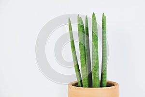 Sansevieria Cylindrica in clay pot on white background. photo