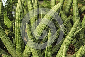 Sansevieria Cylindrica plant in the garden