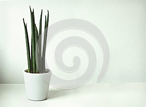 Sansevieria Cylindrica Plant on White Background