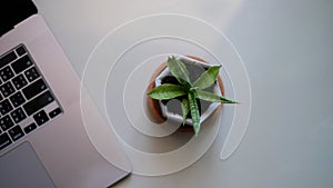 Sansevieria cylindrica in pot and laptop on white background.